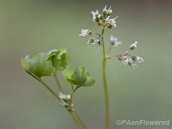 Female flowers